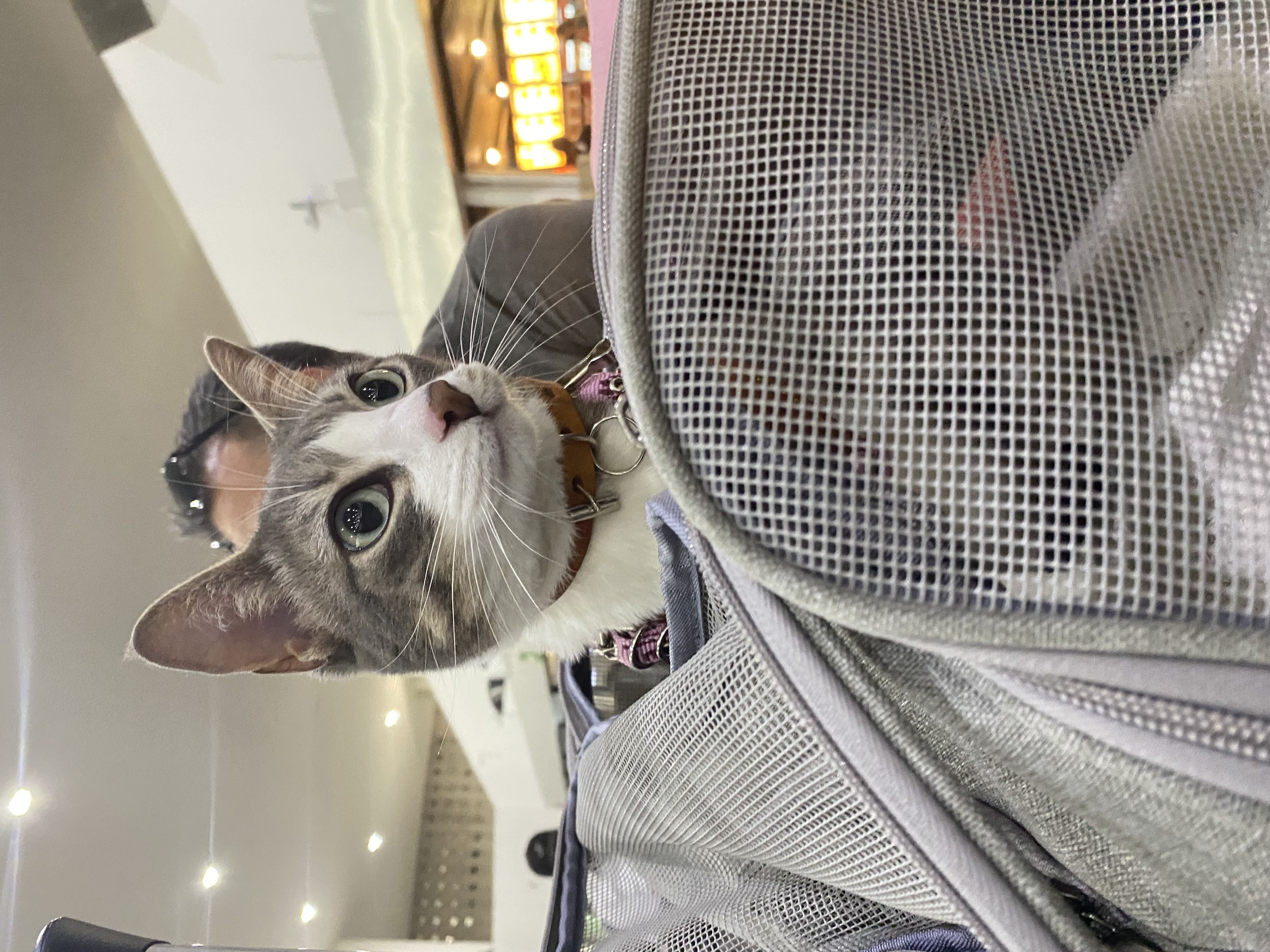 Ready for her first flight (2022)