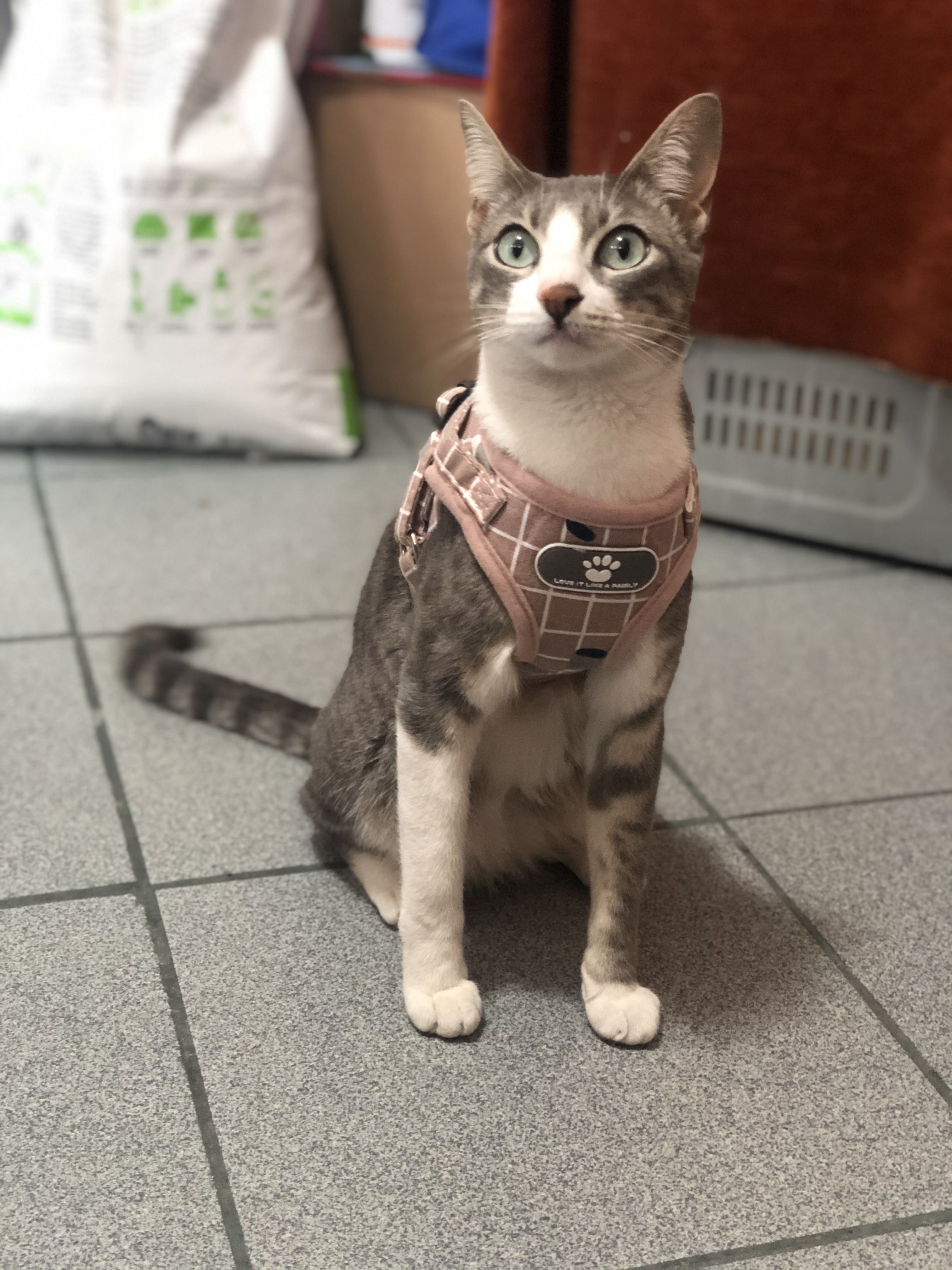 Learning to use a leash (2019)