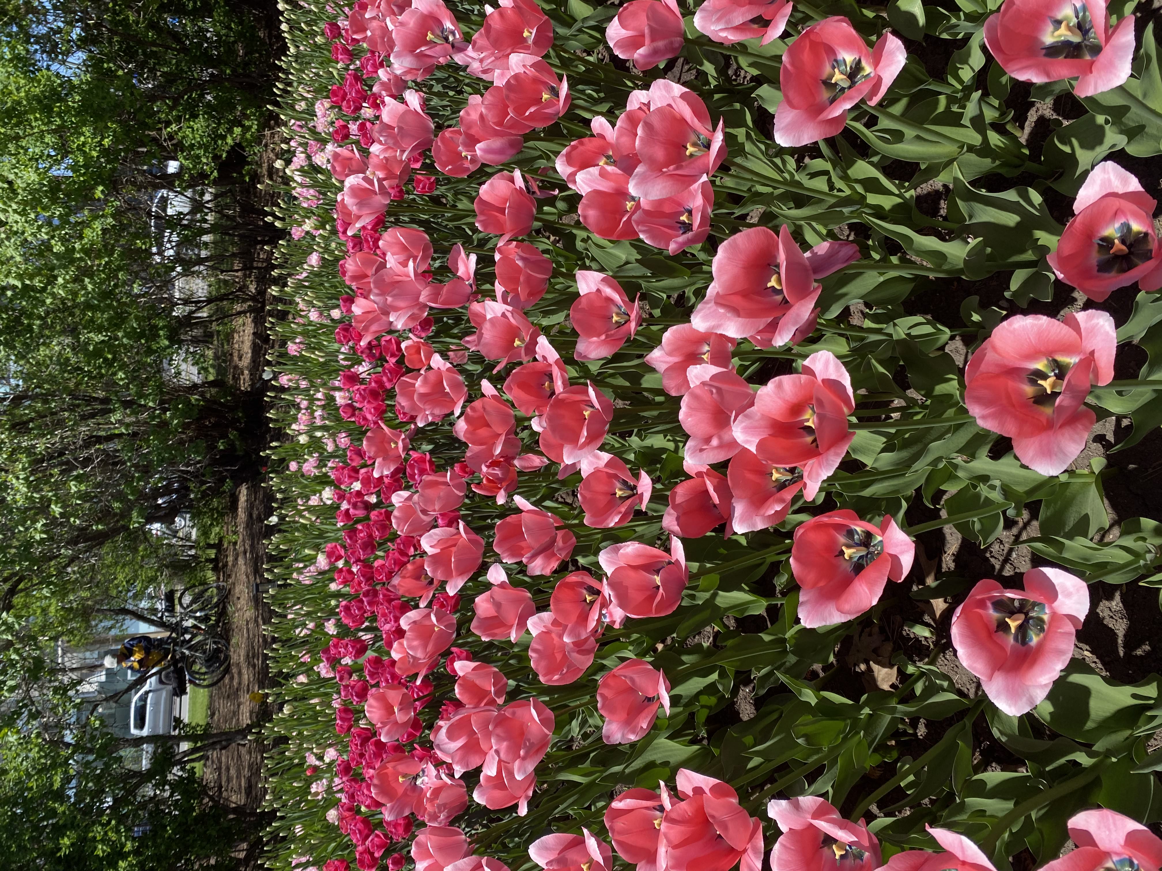 Tulip festival 2024